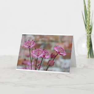 Blume Foto Lila Astrantia Abbildung Karte