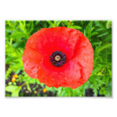 Blume Fotodruck (Vorne)