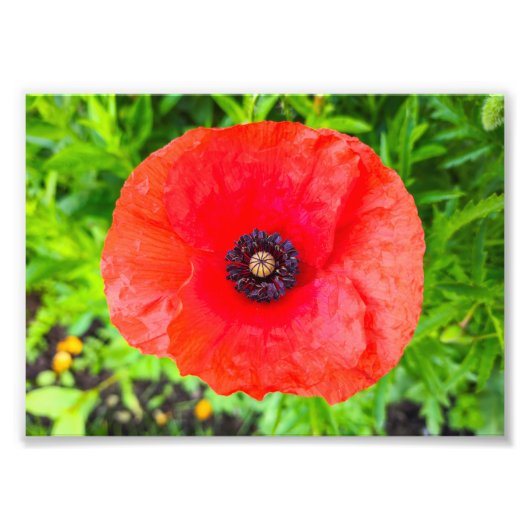 Blume Fotodruck (Vorne)