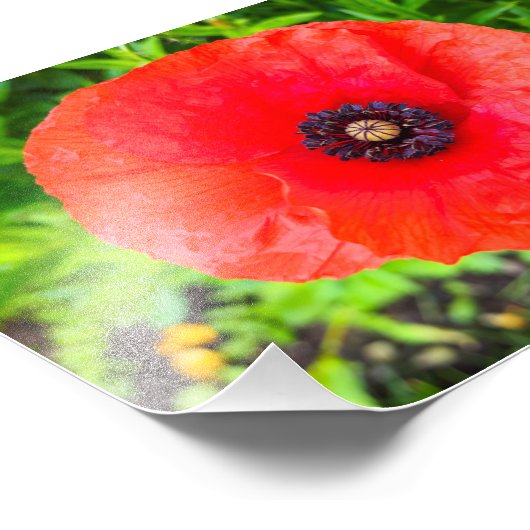 Blume Fotodruck (Ecke)
