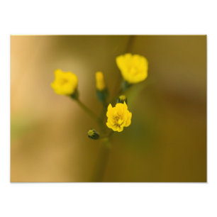 Blume Fotodruck