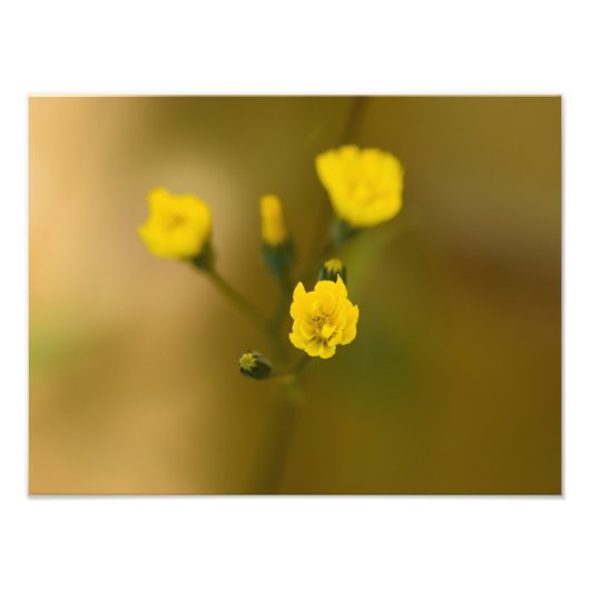 Blume Fotodruck (Vorne)