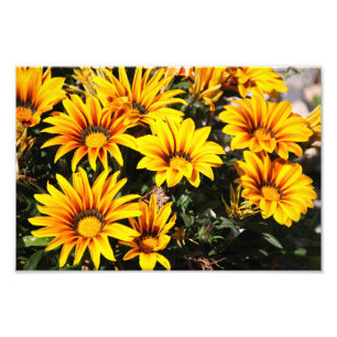 Blume Fotodruck