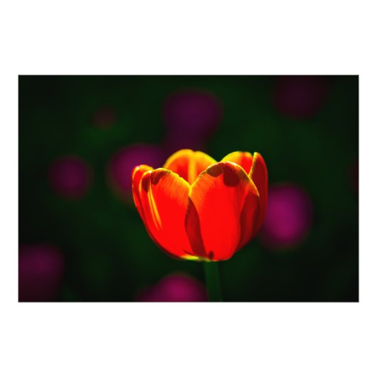 Blume Fotodruck (Vorne)