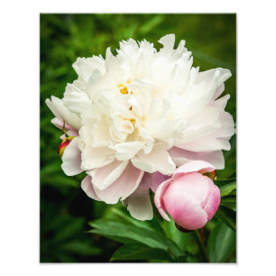 Blume Fotodruck