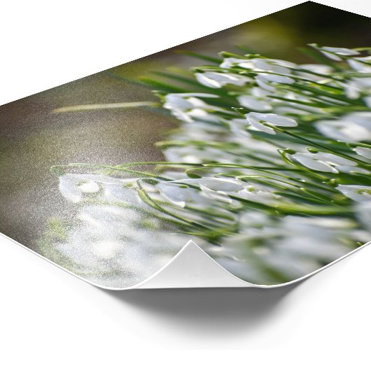 Blume Fotodruck (Ecke)