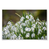 Blume Fotodruck (Vorne)