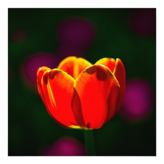 Blume Fotodruck (Vorne)