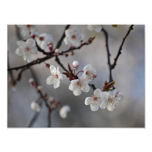 Blume Fotodruck (Vorne)