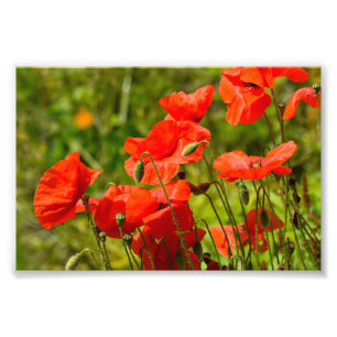 Blume Fotodruck