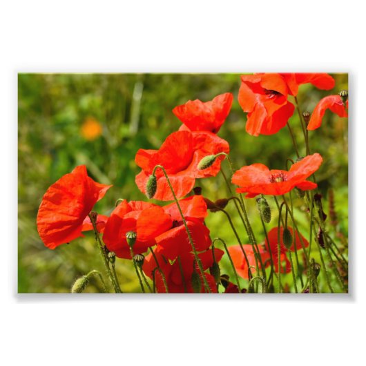 Blume Fotodruck (Vorne)
