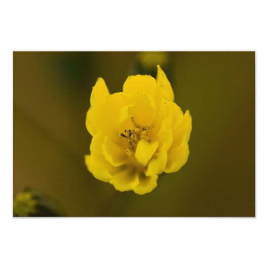 Blume Fotodruck (Vorne)