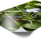 Blume Fotodruck (Ecke)