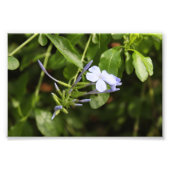 Blume Fotodruck (Vorne)