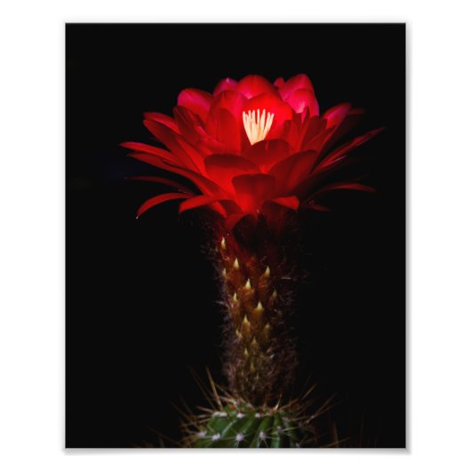 Blume Fotodruck (Vorne)