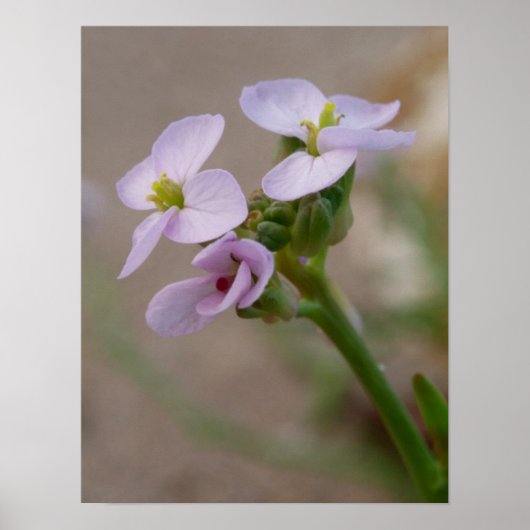Blume Fotodrucke Poster (Vorne)