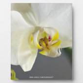 Blume Fotoplatte (Vorderseite)