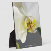 Blume Fotoplatte (Seite)