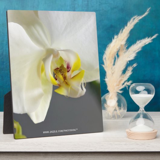 Blume Fotoplatte (Seite)