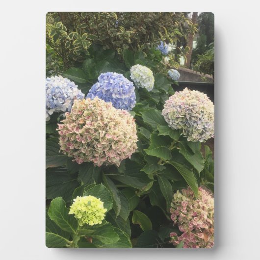 Blume Fotoplatte (Vorderseite)