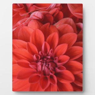 Blume Fotoplatte