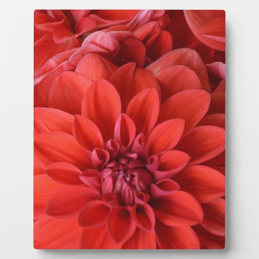 Blume Fotoplatte (Vorderseite)