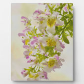 Blume Fotoplatte (Vorderseite)