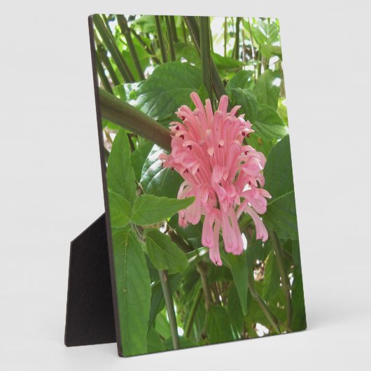 Blume Fotoplatte (Seite)