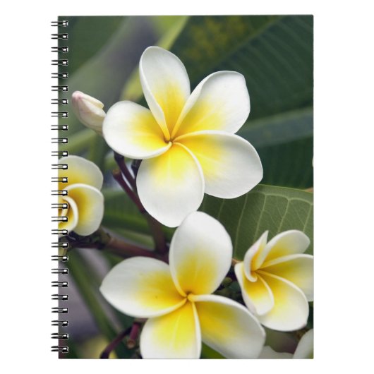 Blume Frangipani Notizblock (Vorderseite)