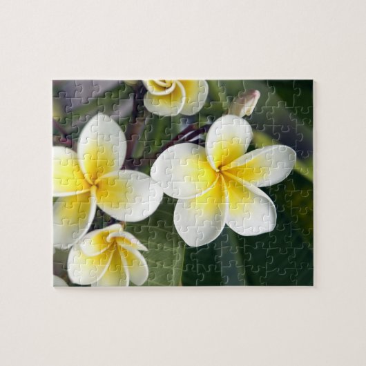 Blume Frangipani Puzzle (Horizontal)
