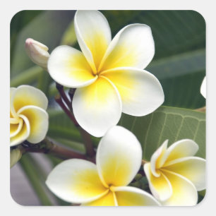 Blume Frangipani Quadratischer Aufkleber