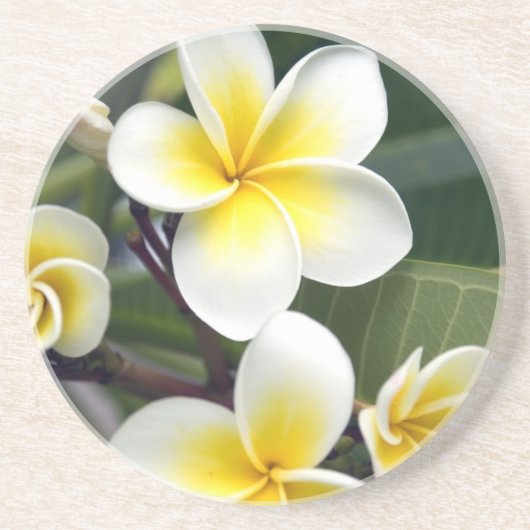 Blume Frangipani Sandstein Untersetzer (Vorne)