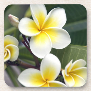 Blume Frangipani Untersetzer