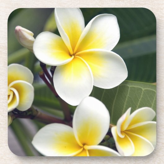 Blume Frangipani Untersetzer (Vorderseite)