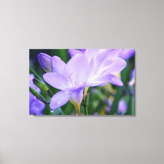 Blume Freesia Fotografie Leinwanddruck (Vorderseite)