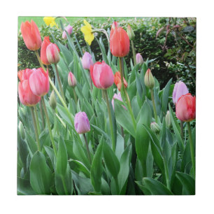 Blume, Frühling, schön, Hintergrund, Tulpe, Fliese