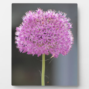 Blume für alle fotoplatte
