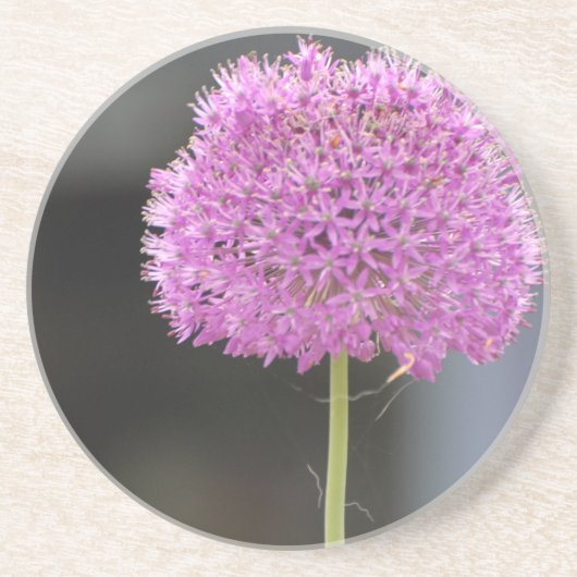 Blume für alle untersetzer (Vorne)