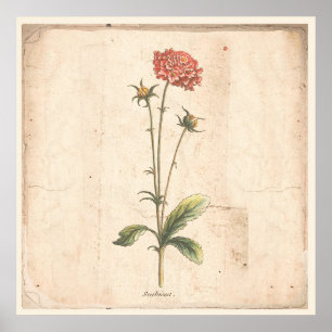 Blume für antikes Botanisches Poster