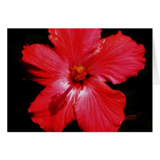 Blume für den roten Hibiskus in Rot (Vorderseite (Horizontal))