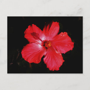 Blume für den roten Hibiskus in Rot Postkarte