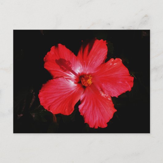 Blume für den roten Hibiskus in Rot Postkarte (Vorderseite)