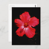 Blume für den roten Hibiskus in Rot Postkarte (Vorne/Hinten)