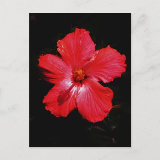Blume für den roten Hibiskus in Rot Postkarte (Vorderseite)