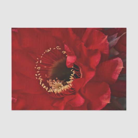 Blume für Feuerlichtkaktus Seidenpapier (Vorderseite)