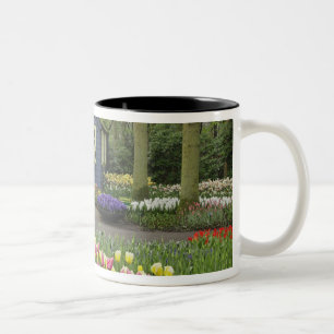 Blume für kleine Hütten, Keukenhof Gardens, Zweifarbige Tasse