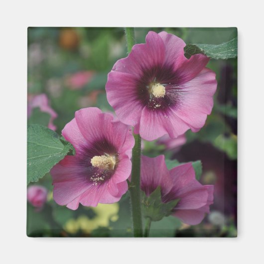 Blume für lila Hibisken Magnet (Vorne)
