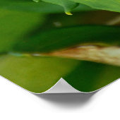 Blume für lila Hibisken Poster (Ecke)