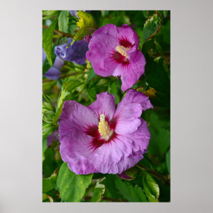 Blume für lila Hibisken Poster