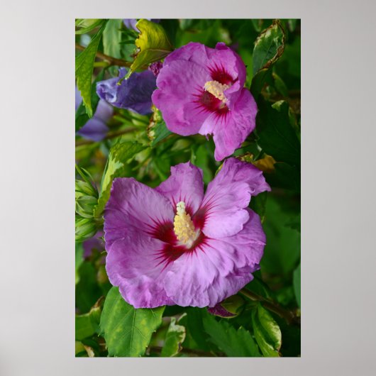 Blume für lila Hibisken Poster (Vorne)